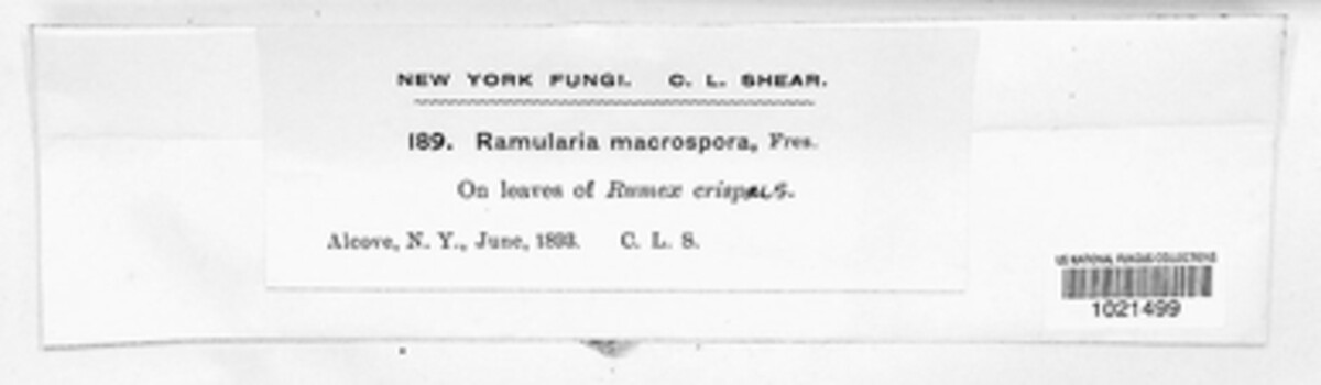 Phaeoramularia macrospora image